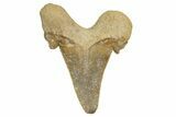 Serrated Sokolovi (Auriculatus) Shark Tooth - Dakhla, Morocco #321874-1